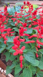 Coralitos  plantines 