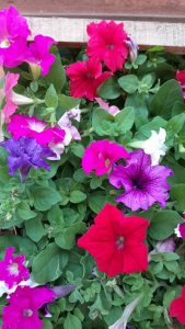 Petunias 