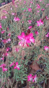 Gauras,rosa y blancas 