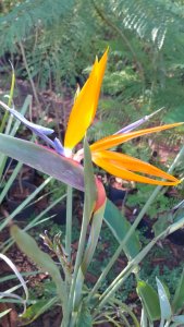 Esterlitzia ( flor de pájaro, )